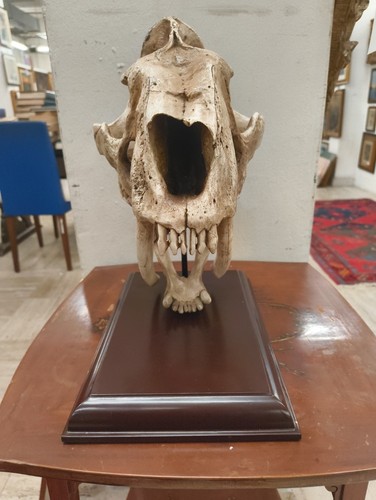 Cranio tigre dai - denti, a